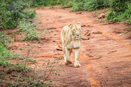 Lion walking towards the camera in the Kruger National Park, South Africa.の写真素材