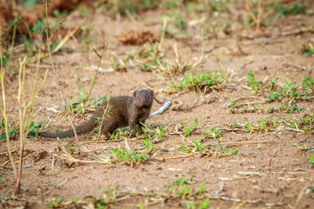Dwarf mongoose starring at the camera in the Kruger National Park, South Africa.の写真素材