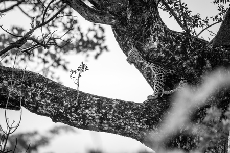 Leopard blending in in a tree in black and white in the Kruger National Park South Africa.の写真素材