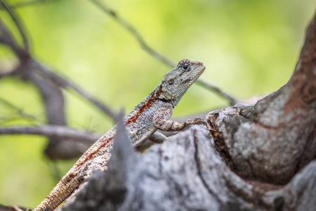 Southern tree agama on a branch in the Kruger National Park, South Africa.