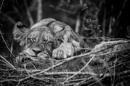 Sleeping Lion cub black and white in the Kruger National Park, South Africa.の写真素材