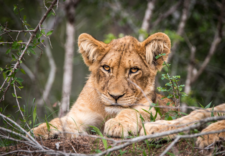 Starring Lion cub in the Kruger National Park, South Africa.の写真素材