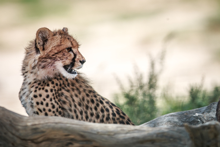 Side profile of a young Cheetah in the Kgalagadi Transfrontier Park, South Africa.の写真素材