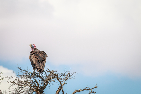 Lappet-faced vulture sitting in a tree in the Kgalagadi Transfrontier Park, South Africa.の写真素材