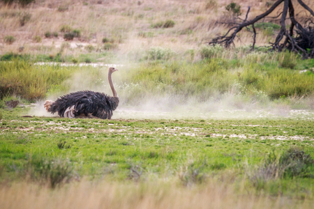 Male Ostrich having a dust bath in the Kgalagadi Transfrontier Park, South Africa.の写真素材