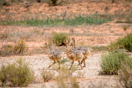 Ostrich chicks walking in the sand in the Kgalagadi Transfrontier Park, South Africa.の写真素材