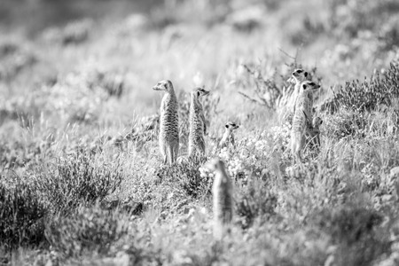 Meerkats standing upright to observe in black and white in the Kgalagadi Transfrontier Park, South Africa.の写真素材