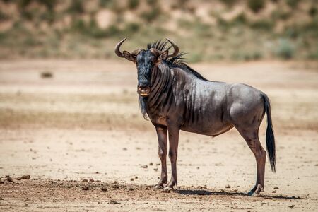 Blue wildebeest standing in the sand in the Kgalagadi Transfrontier Park, South Africa.の写真素材