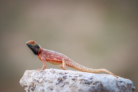 Ground agama basking on a rock in the Kgalagadi Transfrontier Park, South Africa.の写真素材