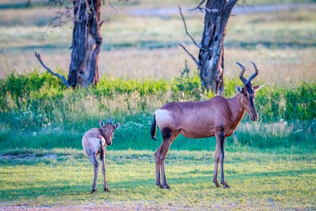 Red hartebeest with a baby in the Kgalagadi Transfrontier Park, South Africa.の写真素材