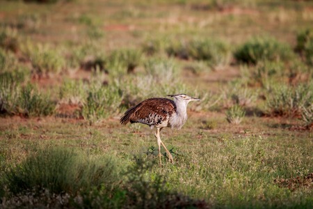 Kori bustard walking in the grass in the Kgalagadi Transfrontier Park, South Africa.の写真素材
