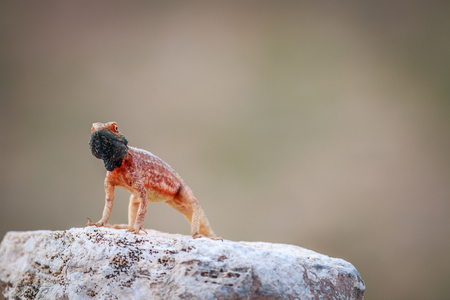 Ground agama basking on a rock in the Kgalagadi Transfrontier Park, South Africa.の写真素材