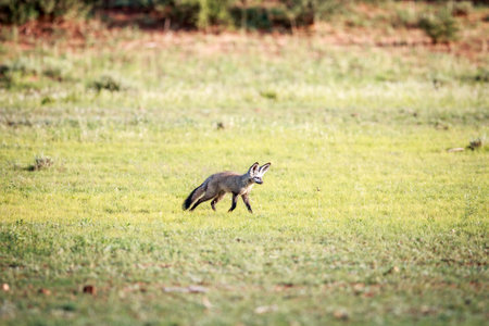 Bat-eared fox walking in the grass in the Kgalagadi Transfrontier Park, South Africa.の写真素材
