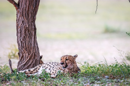 Cheetah resting under a tree in the Kgalagadi Transfrontier Park, South Africa.の写真素材