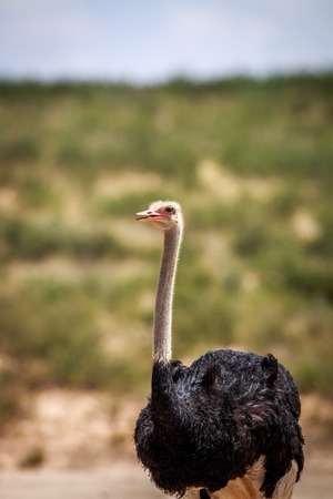 Close up of a male Ostrich in the Kgalagadi Transfrontier Park, South Africa.の写真素材