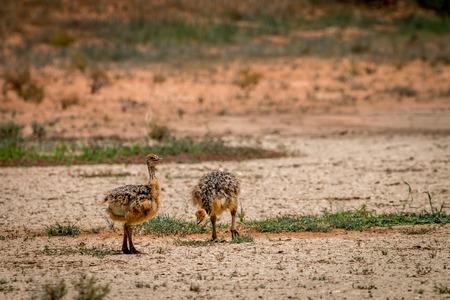 Two Ostrich chicks in the Kgalagadi Transfrontier Park, South Africa.の写真素材