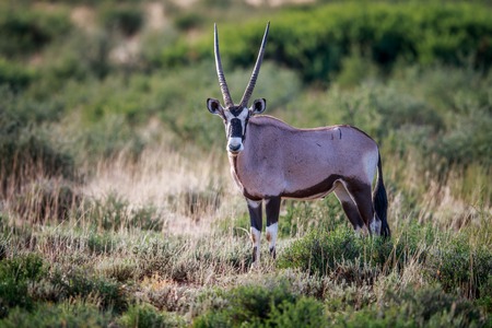 Gemsbok starring at the camera in the Kgalagadi Transfrontier Park, South Africa.の写真素材