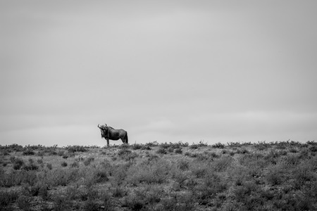 Blue wildebeest on a ridge in black and white in the Kgalagadi Transfrontier Park, South Africa.の写真素材