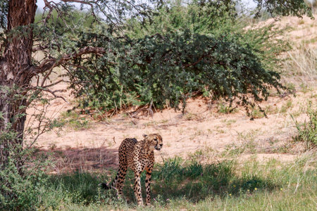 Cheetah standing under a tree in the Kgalagadi Transfrontier Park, South Africa.