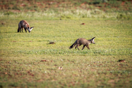 Two Bat-eared foxes walking in the grass in the Kgalagadi Transfrontier Park, South Africa.の写真素材
