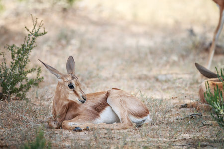 Baby Springbok laying in the grass in the Kgalagadi Transfrontier Park, South Africa.の写真素材