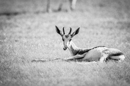 Springbok laying in the grass in black and white in the Kgalagadi Transfrontier Park, South Africa.