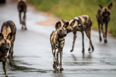 African wild dog walking towards the camera in the Kruger National Park, South Africa.の写真素材