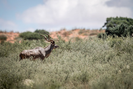 Kudu standing in the grass in the Kgalagadi Transfrontier Park, South Africa.の写真素材