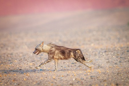 Brown hyena running in the desert in Namibia.の写真素材