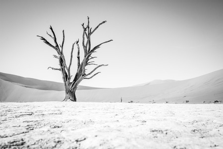 Dead tree in black and white in Sossusvlei desert in Nambia.の写真素材