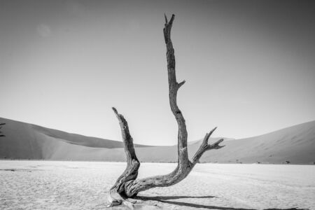 Dead tree in black and white in Sossusvlei desert in Nambia.の写真素材