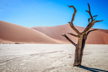 Dead tree in Sossusvlei in Namibia.の写真素材