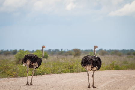 Two male Ostriches standing on the road in the Etosha National Park, Namibia.の写真素材