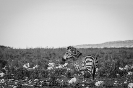 Side profile of a Zebra in black and white in the Etosha National Park, Namibia.の写真素材