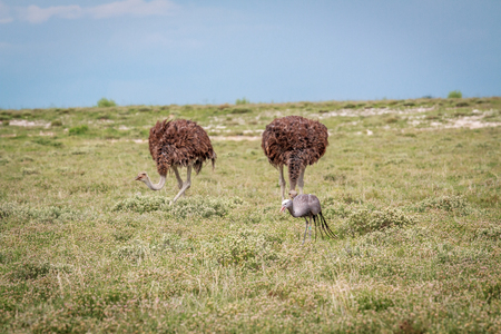 Blue crane with two Ostriches in the Etosha National Park, Namibia.の写真素材