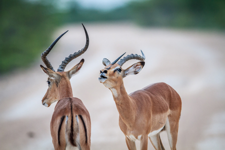 Male Black-faced impala challenging another male in the Etosha National Park, Namibia.の写真素材