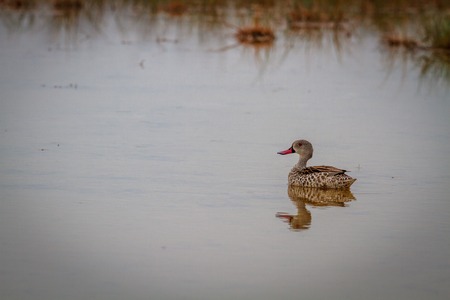 Cape teal swimming in water in the Etosha National Park, Namibia.の写真素材
