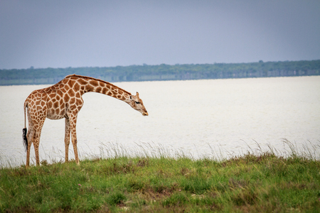 Giraffe bending down in the Etosha National Park, Namibia.の写真素材