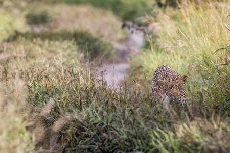 Leopard walking towards the camera in the Central Khalahari, Botswana.の写真素材
