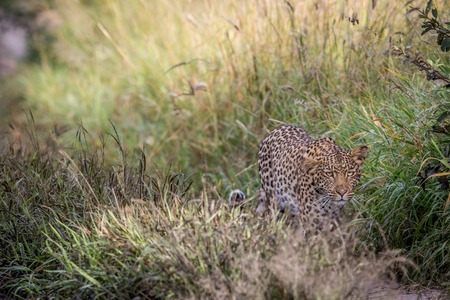 Leopard walking towards the camera in the Central Khalahari, Botswana.の写真素材