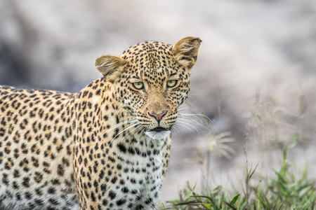 Leopard starring at the camera in the Central Khalahari, Botswana.の写真素材