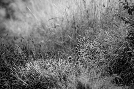 Leopard walking towards the camera in black and white in the Central Khalahari, Botswana.の写真素材