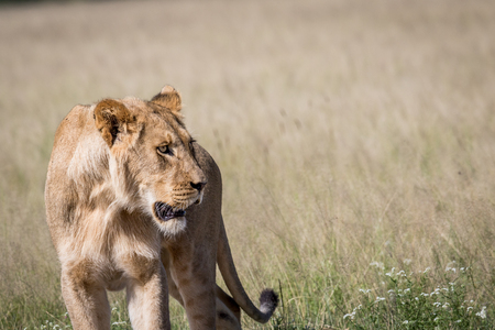 Lion in the high grass in the Central Khalahari, Botswana.の写真素材