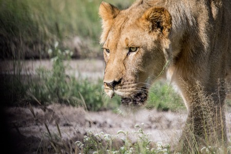 Close up of a young male Lion's face in the Central Khalahari, Botswana.の写真素材
