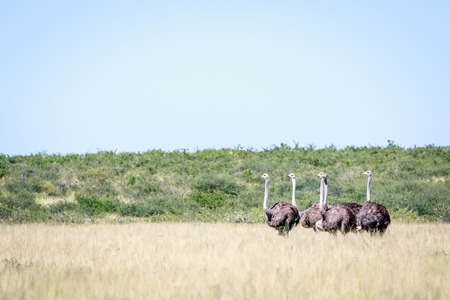 Group of Ostriches standing in the long grass in the Central Khalahari, Botswana.の写真素材