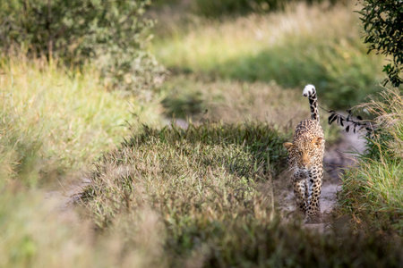 Leopard walking towards the camera in the Central Khalahari, Botswana.