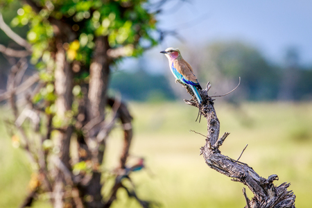 Lilac-breasted roller on a branch in the Okavango delta, Botswana.の写真素材