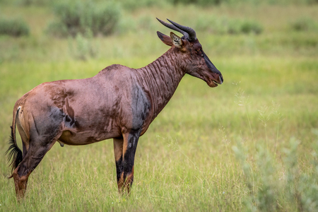 Side profile of a Tsessebe in the Okavango delta, Botswana.の写真素材