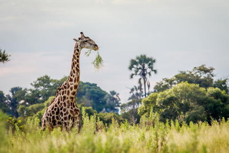 Giraffe in the grass in the Okavango delta, Botswana.の写真素材