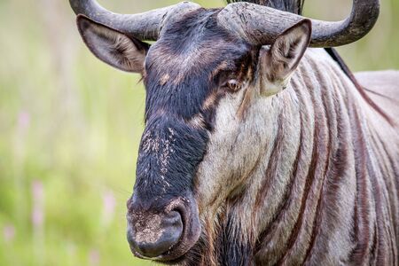 Close up of a Blue wildebeest in the Okavango delta, Botswana.の写真素材